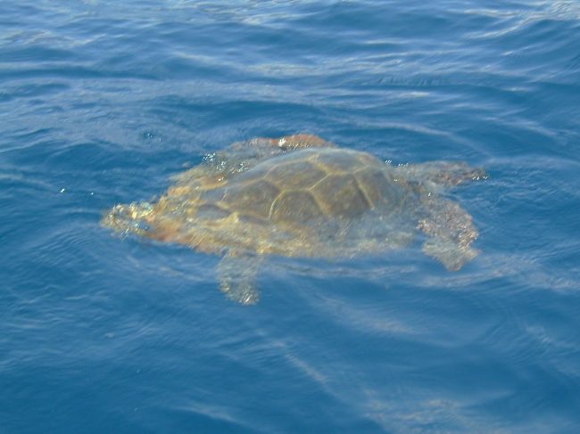 Adriatic sea turtle