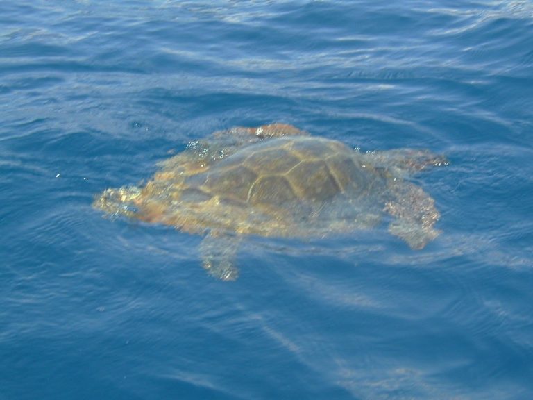 Adriatic sea turtle